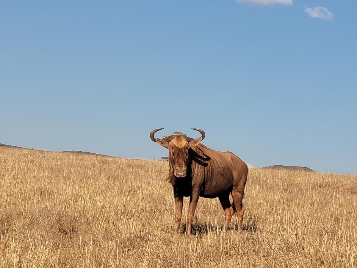 Buffalo Hills Private Game Reserve Harrismith Exterior foto