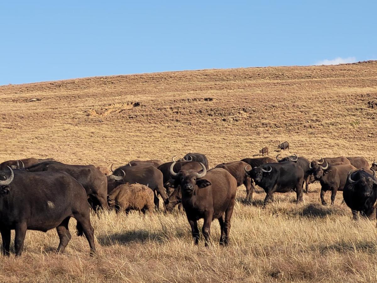 Buffalo Hills Private Game Reserve Harrismith Exterior foto